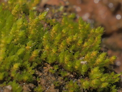 Bryum gemmiferum