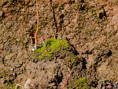 Bryum gemmiferum