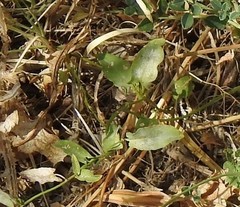 Convolvulus arvensis
