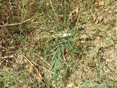 Convolvulus arvensis