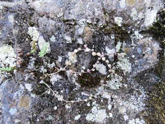 Sedum clausenii
