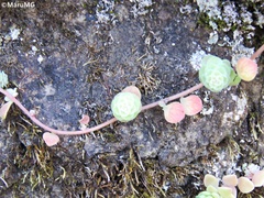 Sedum clausenii