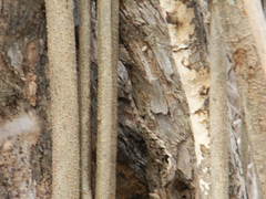 Sceloporus melanorhinus