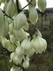 Yucca rupicola