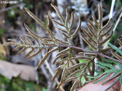 Mildella fallax