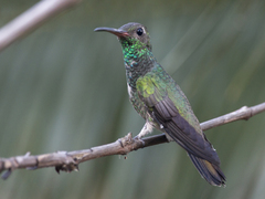 Chionomesa fimbriata