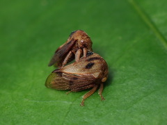 Ochropepla