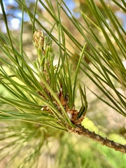 Thecodiplosis piniradiatae