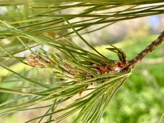 Thecodiplosis piniradiatae