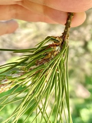 Thecodiplosis piniradiatae