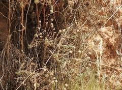 Santolina chamaecyparissus