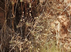 Santolina chamaecyparissus