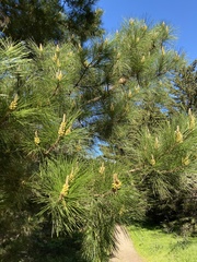 Thecodiplosis piniradiatae