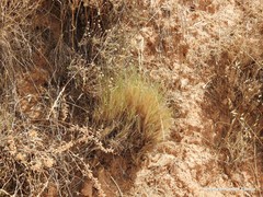 Santolina chamaecyparissus