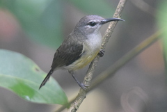 Leptocoma calcostetha