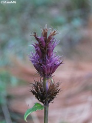 Agastache palmeri