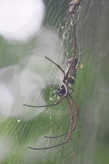 Trichonephila antipodiana