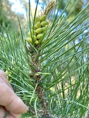 Thecodiplosis piniradiatae