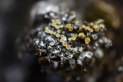 Caloplaca stillicidiorum