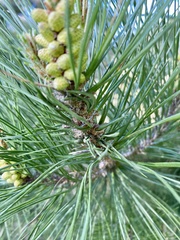 Thecodiplosis piniradiatae