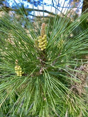 Thecodiplosis piniradiatae