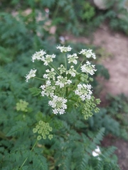 Conium maculatum