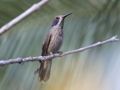 Colibri delphinae