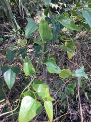 Smilax bona-nox image