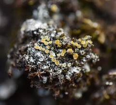 Caloplaca stillicidiorum