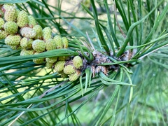 Thecodiplosis piniradiatae