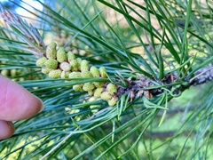 Thecodiplosis piniradiatae