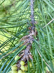 Thecodiplosis piniradiatae