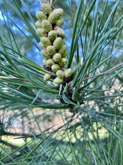 Thecodiplosis piniradiatae