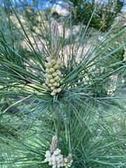 Thecodiplosis piniradiatae