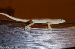 Hemidactylus mabouia