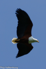 Haliaeetus vocifer