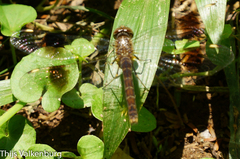 Libellulidae