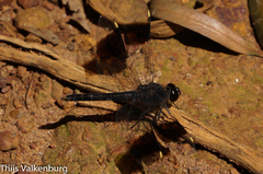 Brachythemis leucosticta