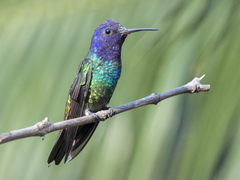 Chrysuronia oenone