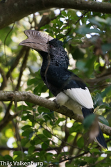 Bycanistes subcylindricus