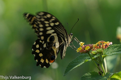 Papilio demodocus demodocus