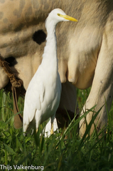 Bubulcus ibis