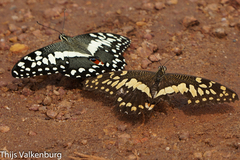 Papilio demodocus demodocus