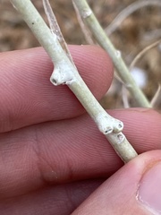 Rhopalomyia chrysothamni