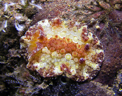Carminodoris armata