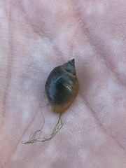 Physa