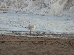 Chroicocephalus maculipennis