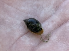 Physa