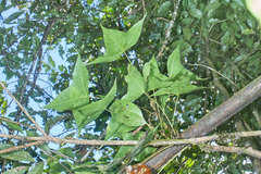 Oreopanax sanderianus