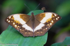 Harma theobene superna